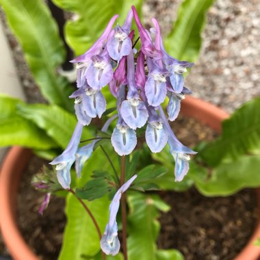 Corydalis