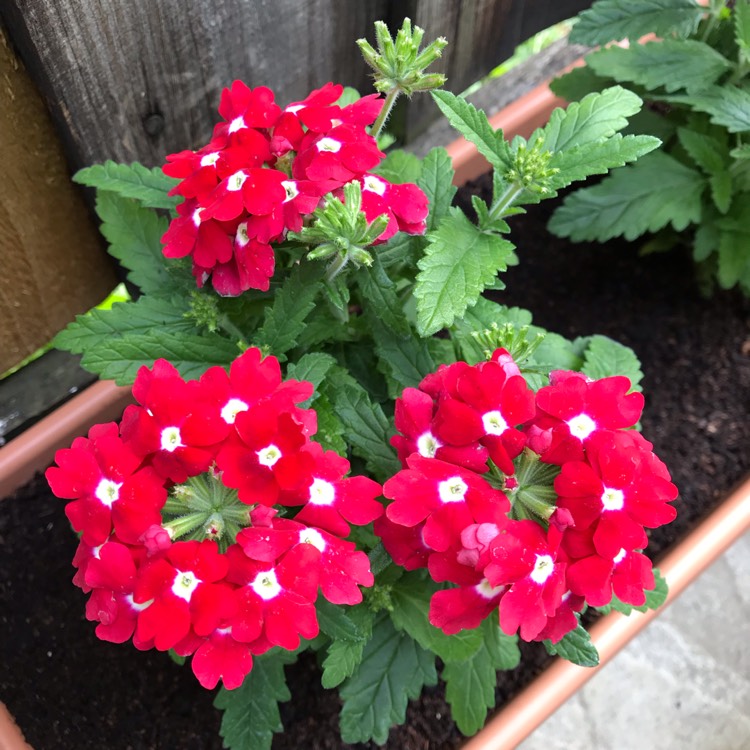 Plant image Verbena 'Lanai™ Scarlet With Eye'