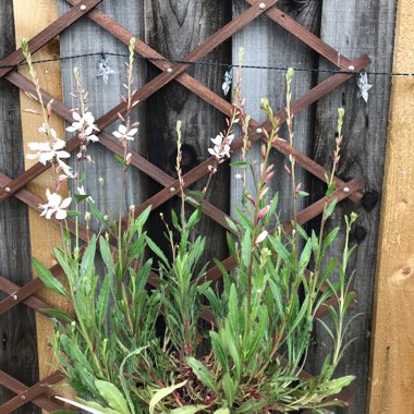 Oenothera lindheimeri  syn. Gaura lindheimeri