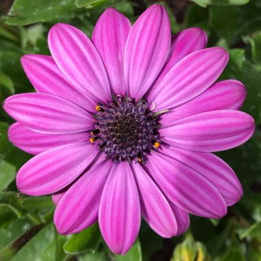 Osteospermum ‘Astra Purple Improved'