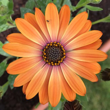 Osteospermum 'Orange Sunrise'