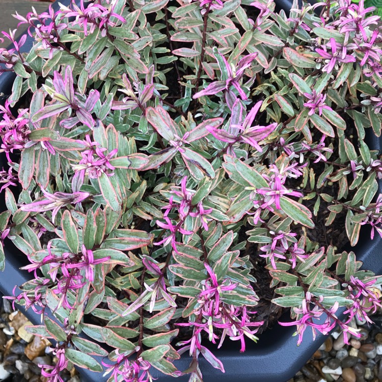 plant image 1074501