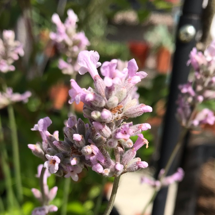 Plant image Lavandula angustifolia 'Rosea'