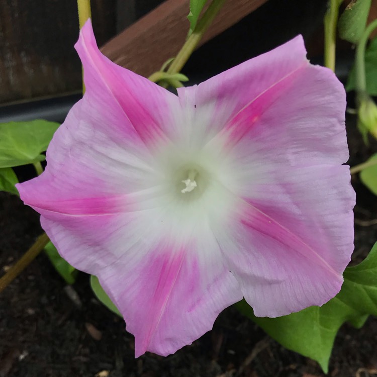 Ipomoea Nil 'Split Second', Morning Glory 'Split Second' - uploaded by ...