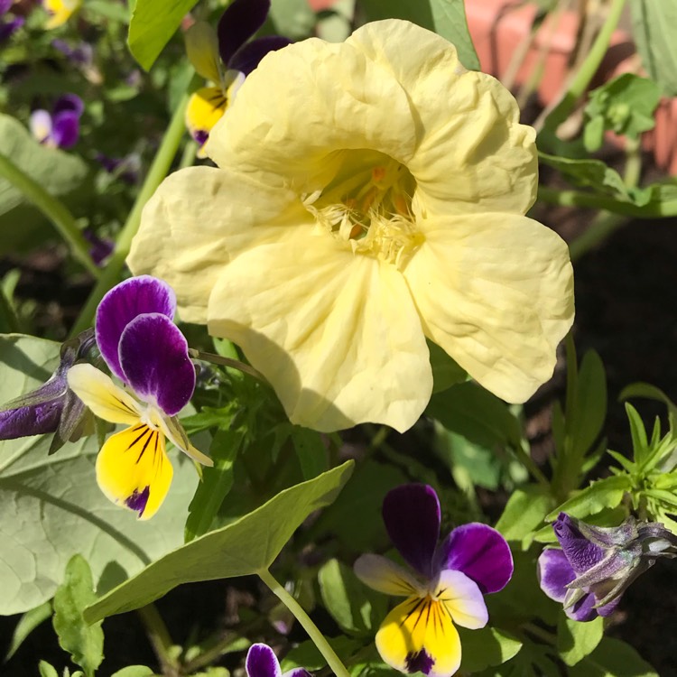 Plant image Tropaeolum majus 'Milkmaid'