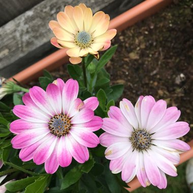 Osteospermum 'White Pink Blush'