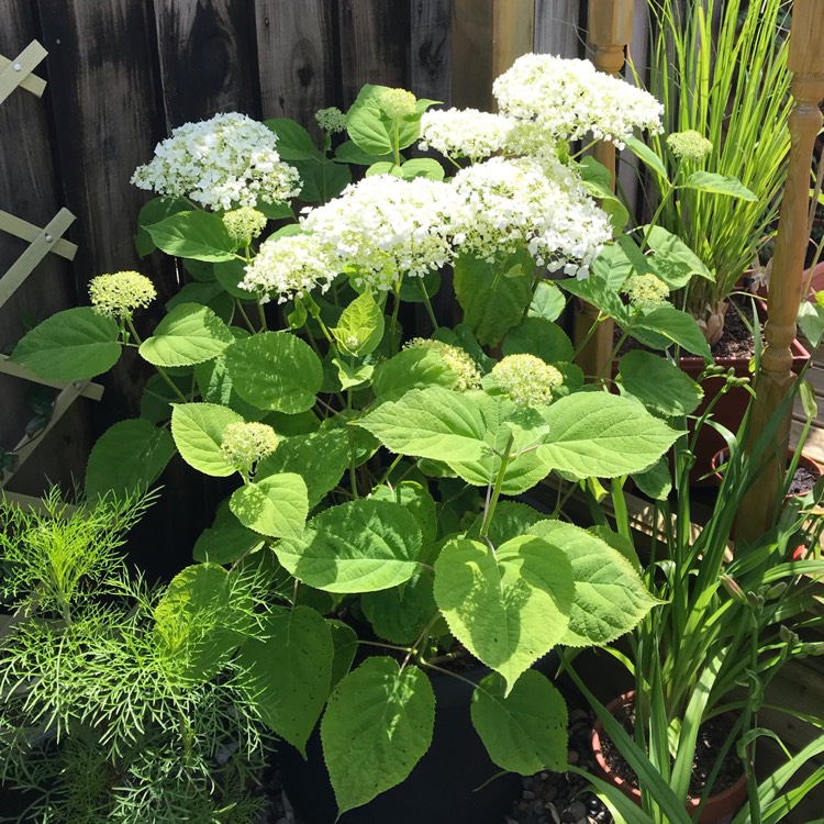 Plant image Hydrangea arborescens 'Incrediball'