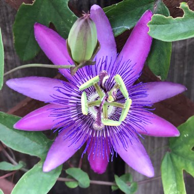 Passiflora x violacea