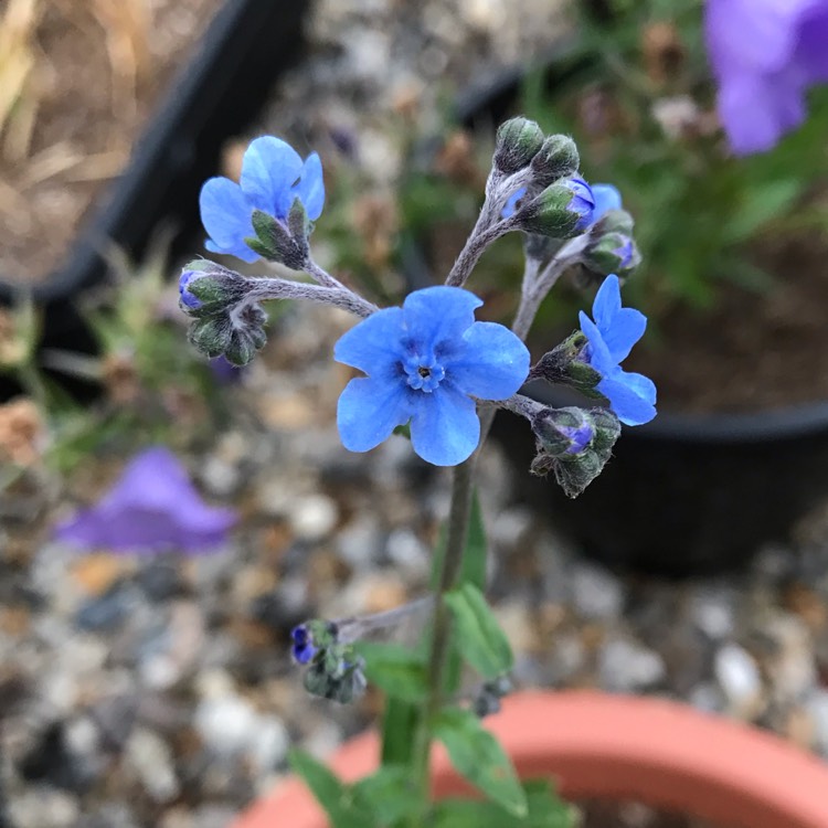 Plant image Cynoglossum amabile