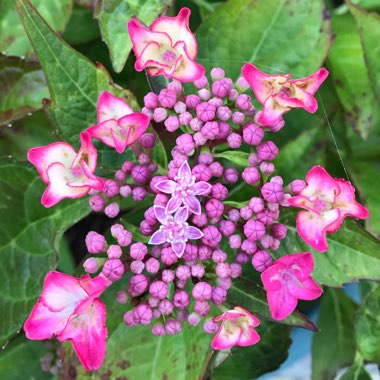 Hydrangea macrophylla 'Shining Angel' (Black Diamonds Series)