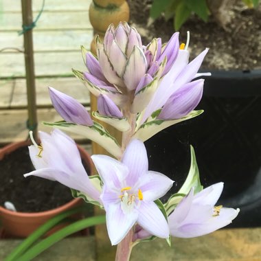 Hosta 'Fire and Ice'