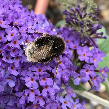 Buddleja