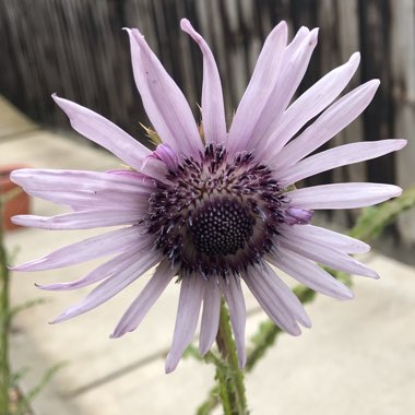 Berkheya purpurea