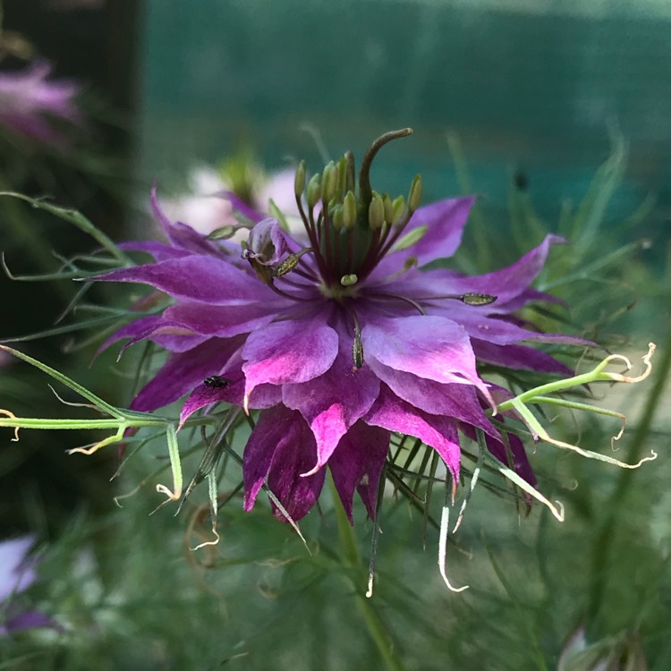 Plant image Nigella damascena 'Mulberry Rose'