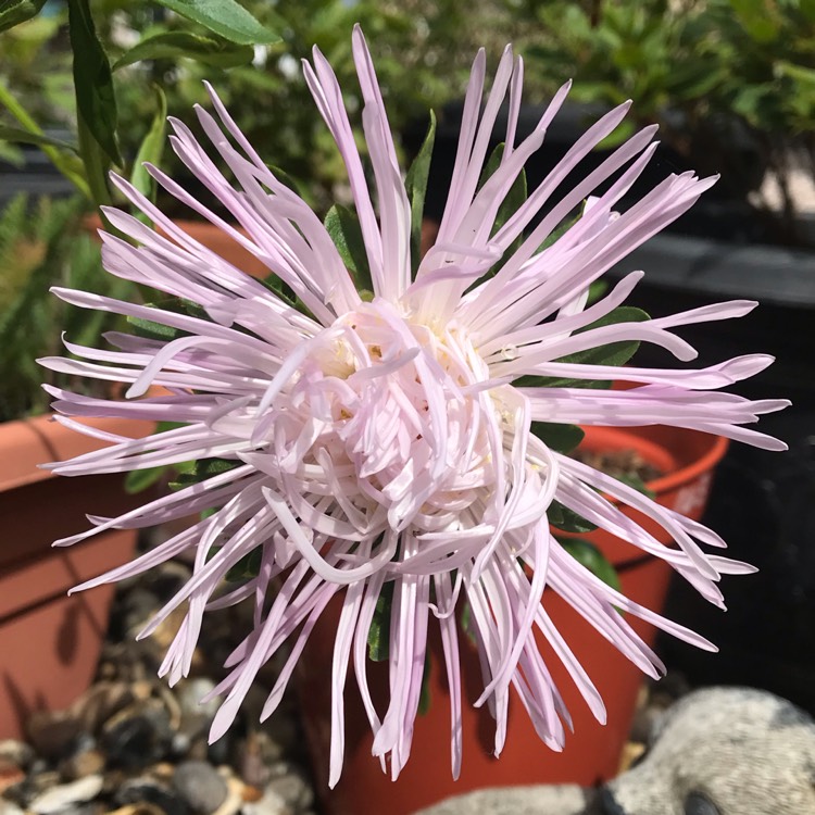 Plant image Callistephus chinensis 'Spider Chrysanthemum'