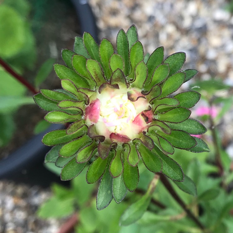 Plant image Callistephus chinensis 'Ostrich Feather Mixed'