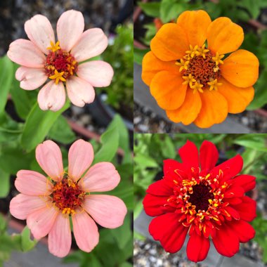 Zinnia elegans 'Scabious-Flowered Mix'