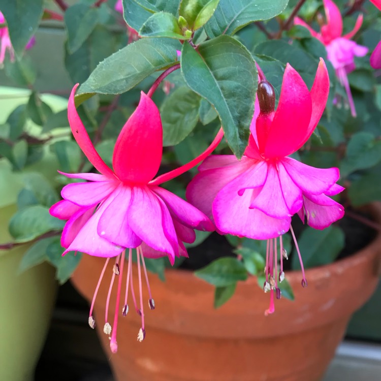 Plant image Fuchsia 'Icing Sugar'