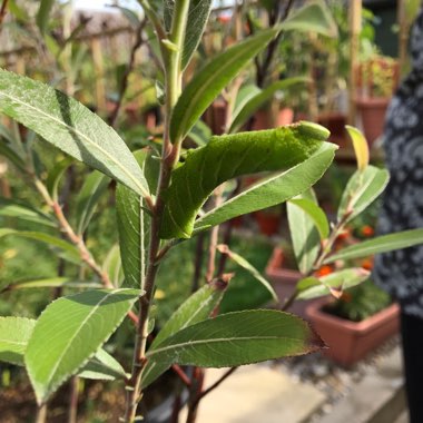 Salix gracilistyla 'Mount Aso'