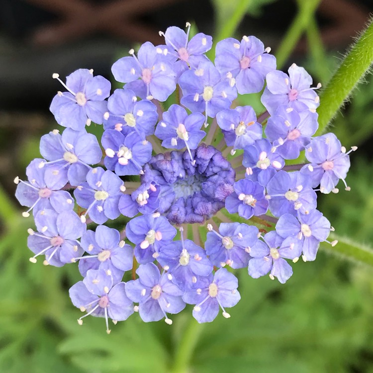 Plant image Trachymene coerulea 'Blue Lace' syn. Didiscus caeruleus 'Blue Lace'