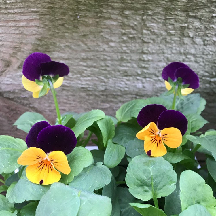 Plant image Viola x cornuta 'Sorbet Orange Duet'