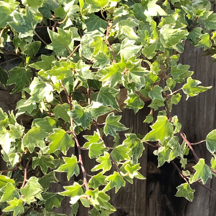 Plant image Hedera helix 'Silver Bells'