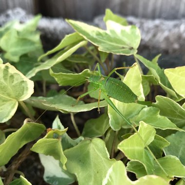 Hedera helix 'Silver Bells'