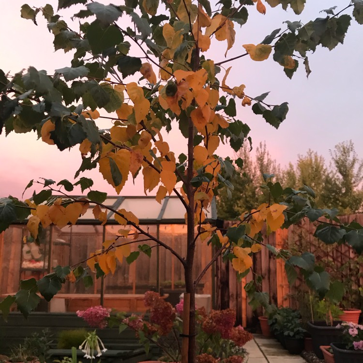 Plant image Betula pendula