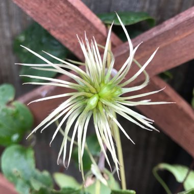 Clematis Destiny