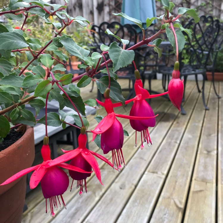 Plant image Fuchsia 'Pink Fizz'