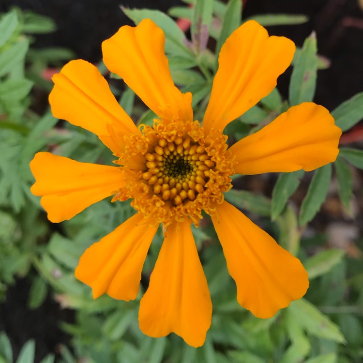 Plant image Tagetes Erecta ‘Crackerjack Mixed'