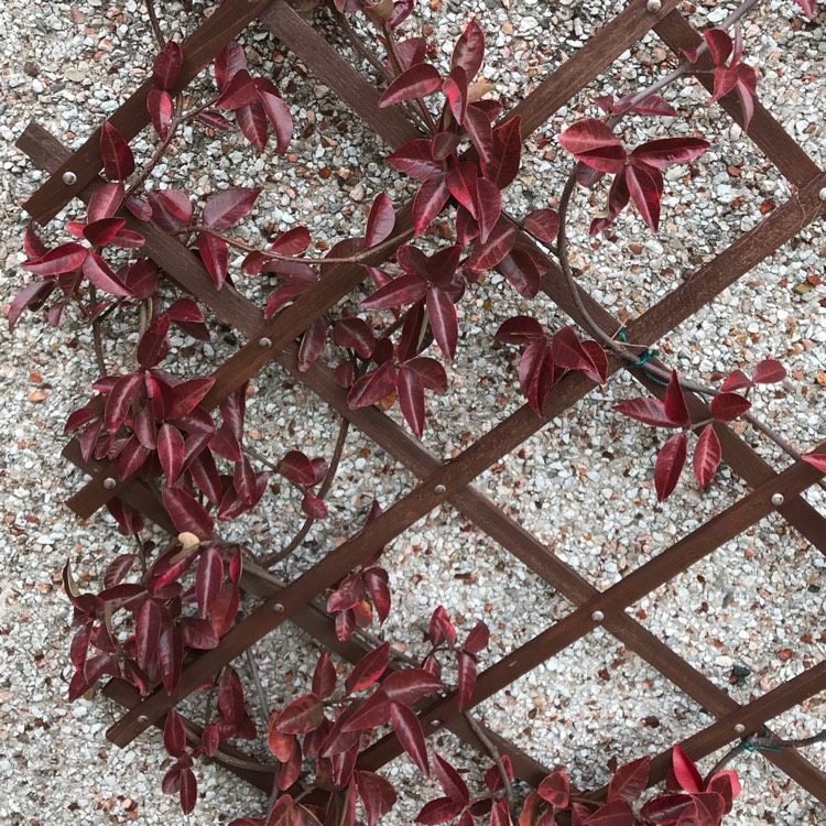 plant image 1196527