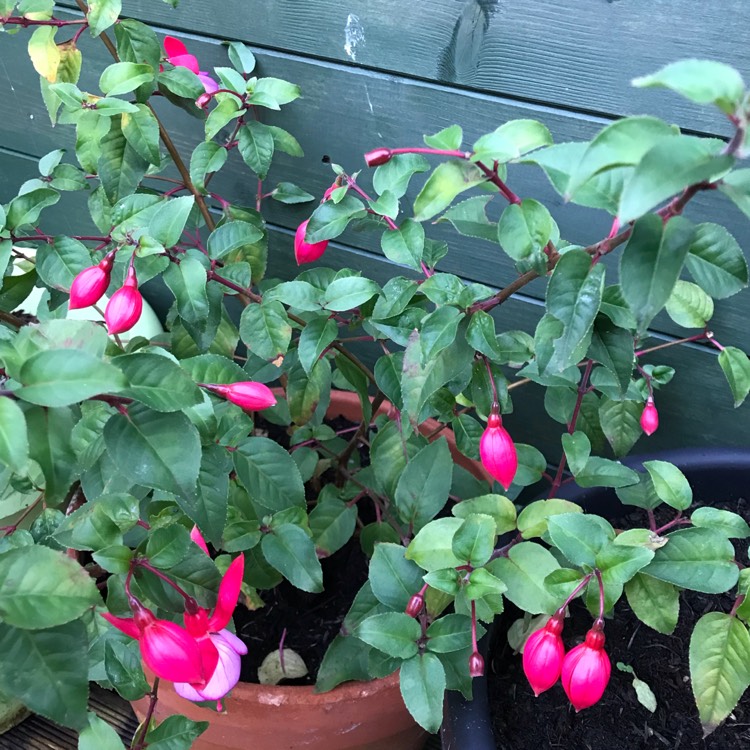 Plant image Fuchsia 'Icing Sugar'