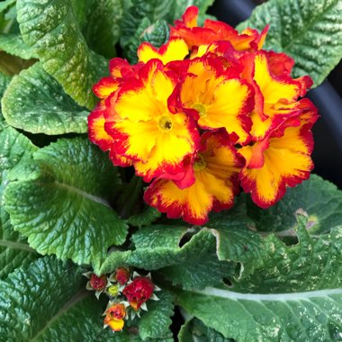 Primula Polyantha 'Firecracker