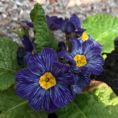 Primula Acaulis 'Blue Zebra'