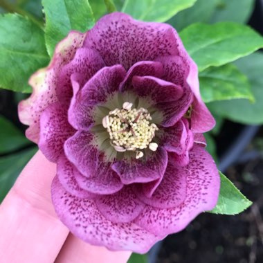 Helleborus