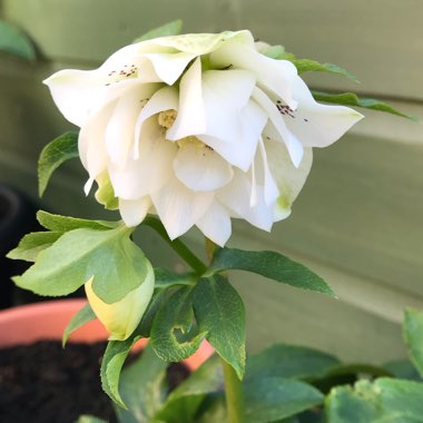 Helleborus