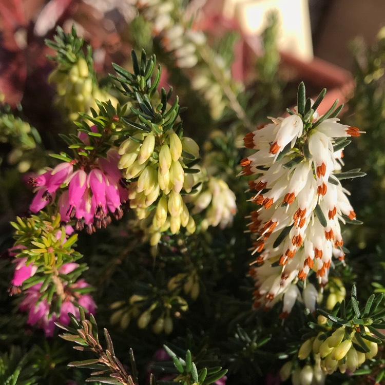 Plant image Erica x darleyensis f. aureifolia 'Mary Helen'