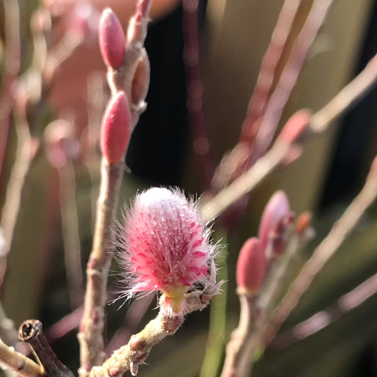 Plant image Salix gracilistyla 'Mount Aso'