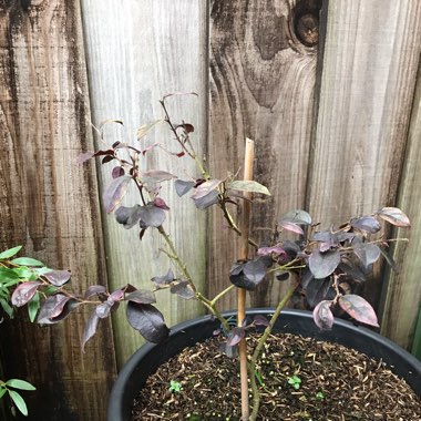 Loropetalum chinense 'Ever Red' syn. Loropetalum chinense 'Chang Nian Hong'