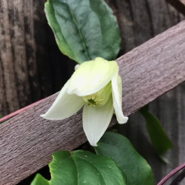 Clematis urophylla 'Winter Beauty'