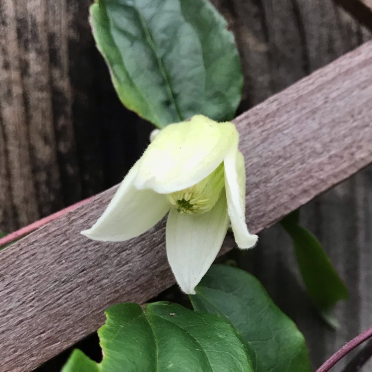 Plant image Clematis urophylla 'Winter Beauty'