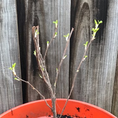 Potentilla fruticosa 'Goldfinger'