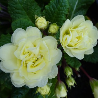 Primula belarina 'Cream'