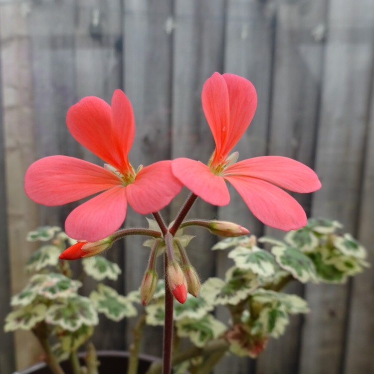 Plant image Pelargonium 'Frank Headley'