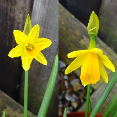 Narcissus 'Tête-à-Tête'