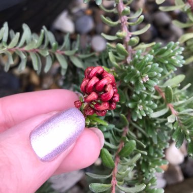 Grevillea lanigera 'Mount Tamboritha'