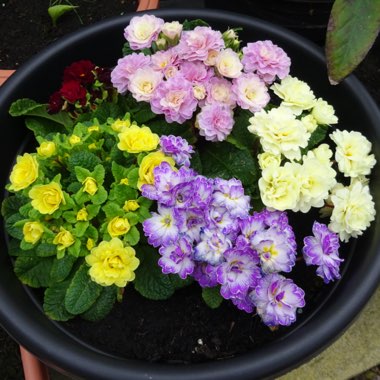 Primula belarina 'Amethyst Ice'