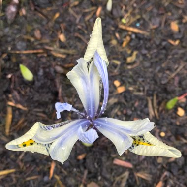 Iris 'Katharine Hodgkin' syn. Iris reticulata 'Katharine Hodgkin', Iris 'Injad Sherwood', Iris reticulata 'Injad Sherwood'