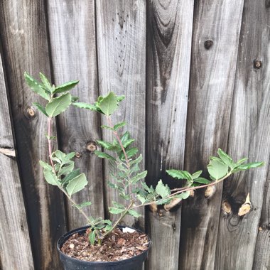 Garrya Elliptica ‘James Roof'